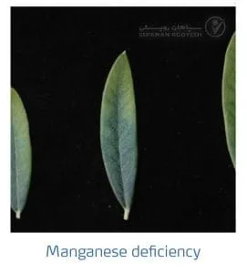 علائم کمبود منگنز در زیتون(Manganese Deficiency)