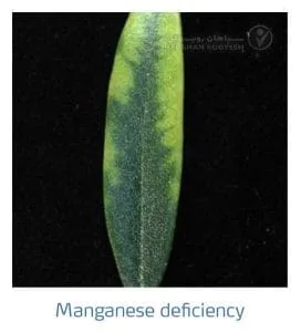 علائم کمبود منگنز در زیتون(Manganese Deficiency)