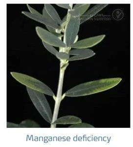 علائم کمبود منگنز در زیتون(Manganese Deficiency)