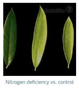 علائم کمبود نیتروژن در زیتون(Nitrogen Deficiency)