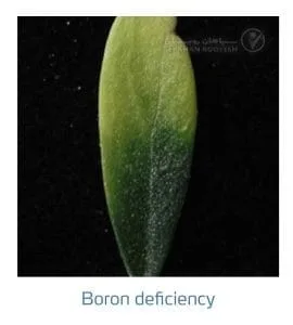 علائم کمبود بُر در زیتون(Boron Deficiency)