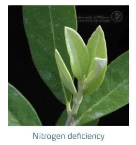 علائم کمبود نیتروژن در زیتون(Nitrogen Deficiency)