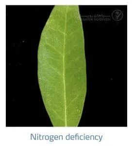 علائم کمبود نیتروژن در زیتون(Nitrogen Deficiency)