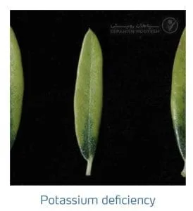 علائم کمبود پتاسیم در زیتون(Potassium Deficiency)