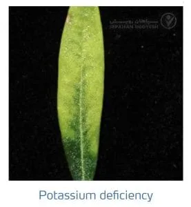 علائم کمبود پتاسیم در زیتون(Potassium Deficiency)