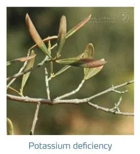 علائم کمبود پتاسیم در زیتون(Potassium Deficiency)