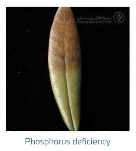 علائم کمبود فسفر در زیتون(Phosphorus Deficiency)