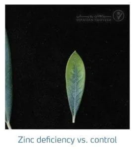 علائم کمبود روی در زیتون (Zinc Deficiency)
