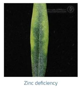 علائم کمبود روی در زیتون (Zinc Deficiency)