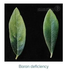 علائم کمبود بُر در زیتون(Boron Deficiency)