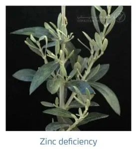 علائم کمبود روی در زیتون (Zinc Deficiency)