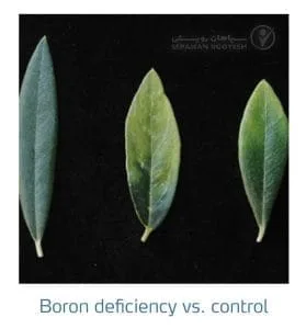 علائم کمبود بُر در زیتون(Boron Deficiency)