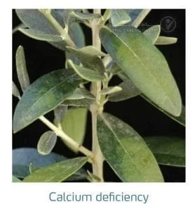 علائم کمبود کلسیم در زیتون(Calcium Deficiency)