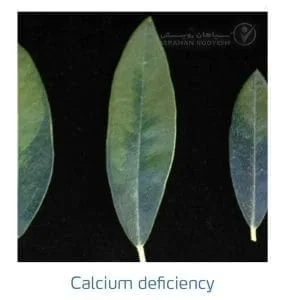 علائم کمبود کلسیم در زیتون(Calcium Deficiency)