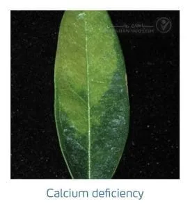 علائم کمبود کلسیم در زیتون(Calcium Deficiency)