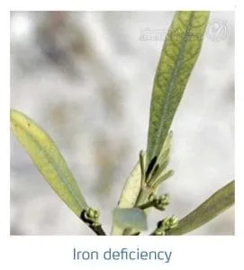 علائم کمبود آهن در زیتون(Iron Deficiency)