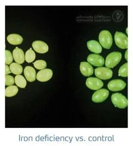 علائم کمبود آهن در زیتون(Iron Deficiency)