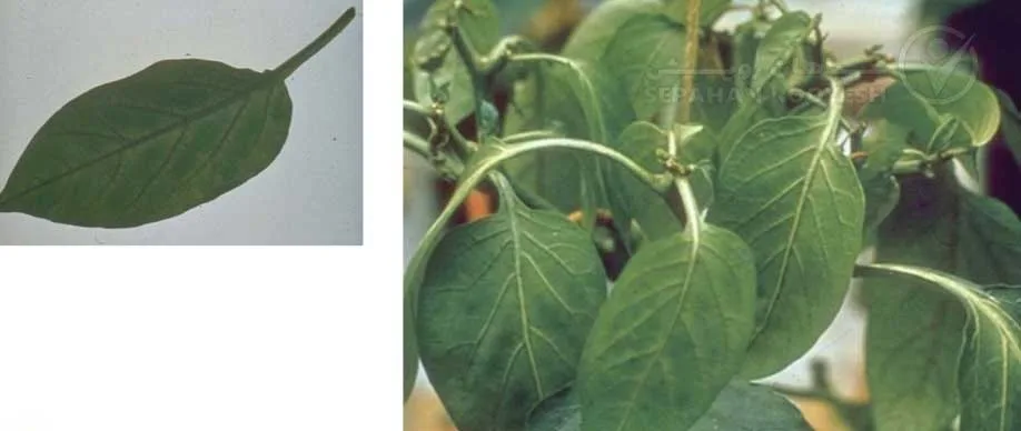 علائم کمبود بُر در فلفل (Boron Deficiency)