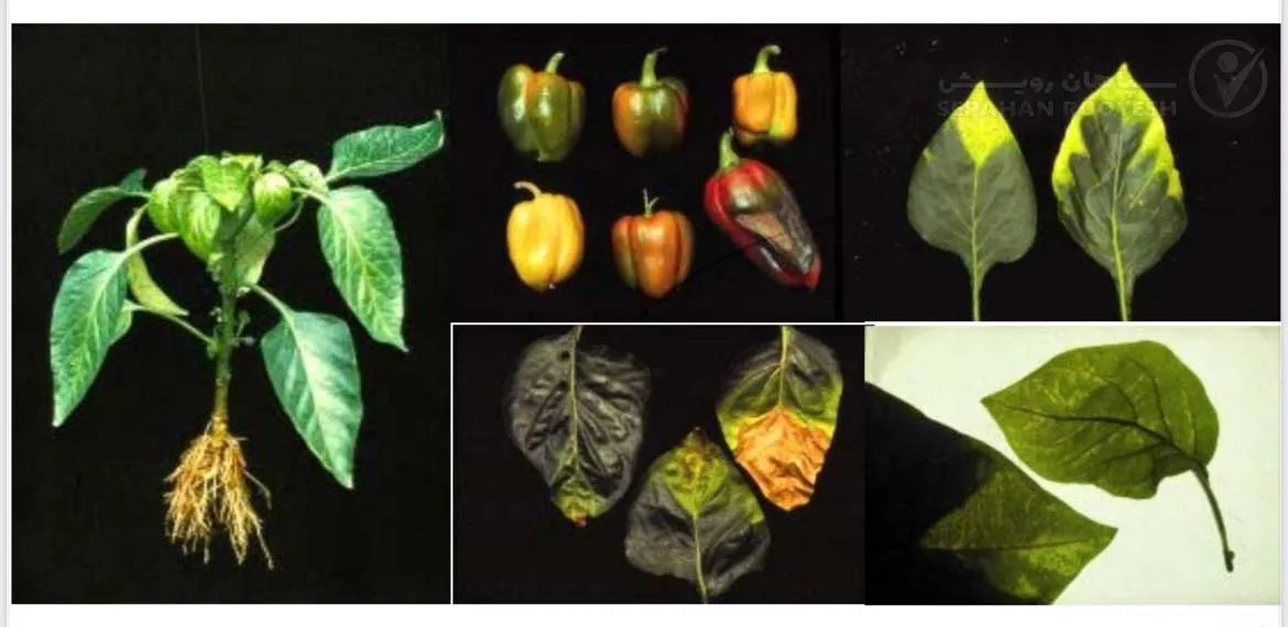 علائم کمبود بُر در فلفل (Boron Deficiency)