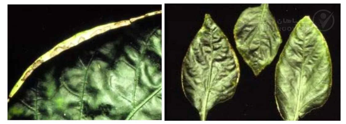 علائم کمبود بُر در فلفل (Boron Deficiency)