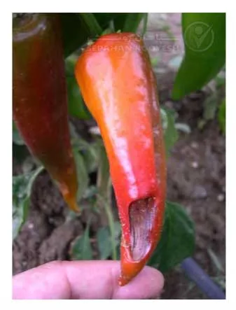 علائم کمبود کلسیم در فلفل (Calcium Deficiency)