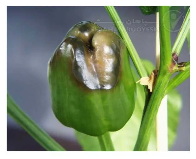 علائم کمبود کلسیم در فلفل (Calcium Deficiency)