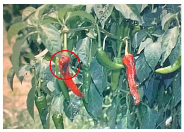 علائم کمبود کلسیم در فلفل (Calcium Deficiency)