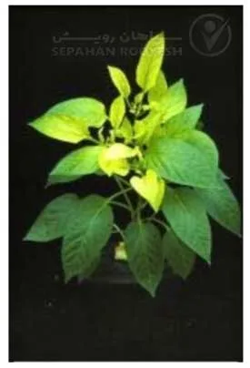 علائم کمبود آهن در فلفل (Iron Deficiency)