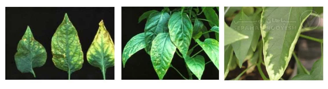 علائم کمبود پتاسیم در فلفل (Potassium Deficiency)