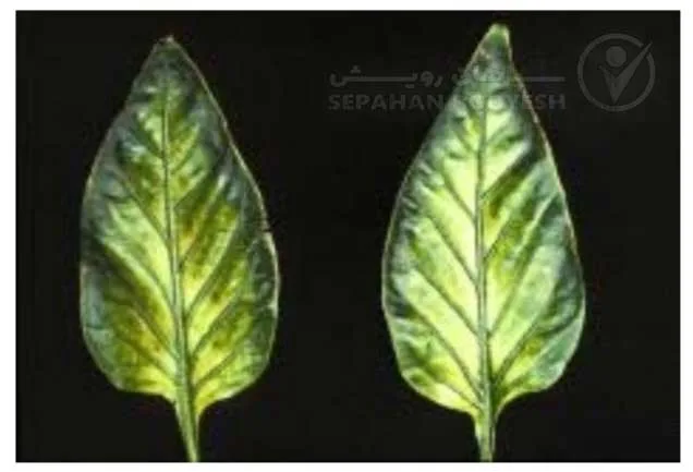 علائم کمبود منیزیم در فلفل (Magnesium Deficiency)