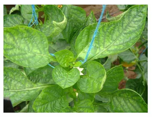 علائم کمبود منگنز در فلفل (Manganese Deficiency)