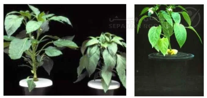 علائم کمبود نیتروژن در فلفل (Nitrogen Deficiency)