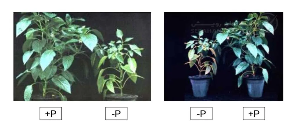 علائم کمبود فسفر در فلفل (Phosphorus Deficiency)