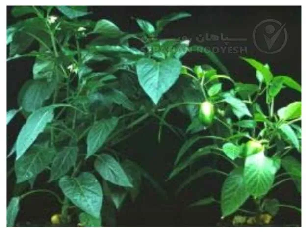 علائم کمبود سولفور در فلفل (Sulphur Deficiency)