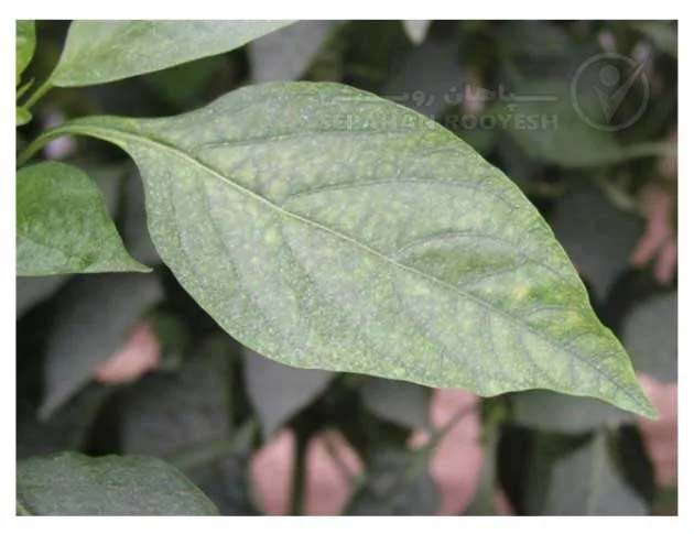 علائم کمبود روی در فلفل (Zinc Deficiency)
