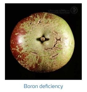 علائم کمبود بُر در درختان دانه دار (Boron Deficiency)