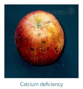 علائم کمبود کلسیم در درختان دانه دار (Calcium Deficiency)