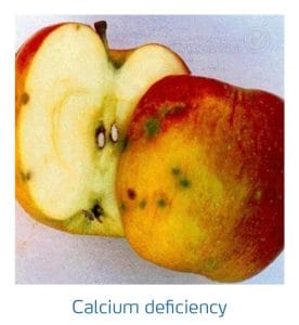 علائم کمبود کلسیم در درختان دانه دار (Calcium Deficiency)