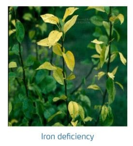 علائم کمبود آهن در درختان دانه دار (Iron Deficiency)