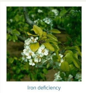 علائم کمبود آهن در درختان دانه دار (Iron Deficiency)