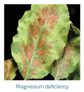 علائم کمبود منیزیم در درختان دانه دار (Magnesium Deficiency)