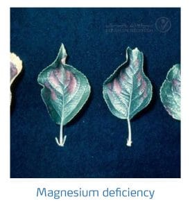 علائم کمبود منیزیم در درختان دانه دار (Magnesium Deficiency)