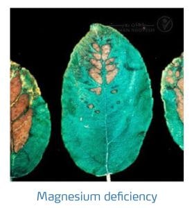 علائم کمبود منیزیم در درختان دانه دار (Magnesium Deficiency)