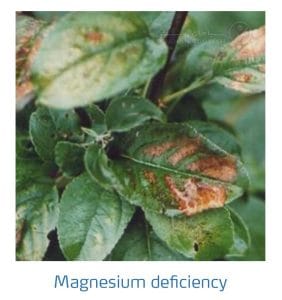 علائم کمبود منیزیم در درختان دانه دار (Magnesium Deficiency)