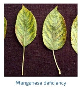 علائم کمبود منگنز در درختان دانه دار (Maganese Deficiency)