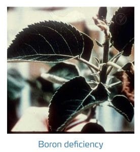 علائم کمبود بُر در درختان دانه دار (Boron Deficiency)