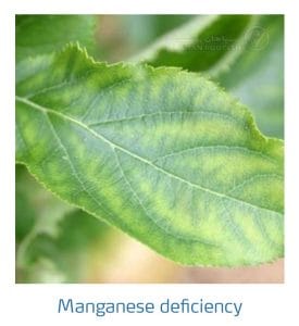 علائم کمبود منگنز در درختان دانه دار (Maganese Deficiency)