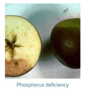 علائم کمبود فسفر در درختان دانه دار (Phosphorus Deficiency)