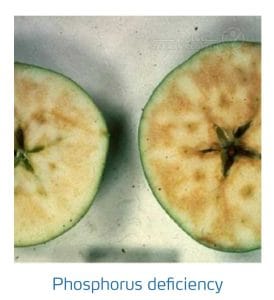 علائم کمبود فسفر در درختان دانه دار (Phosphorus Deficiency)