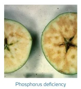 علائم کمبود فسفر در درختان دانه دار (Phosphorus Deficiency)
